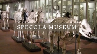The Museum of La Specola