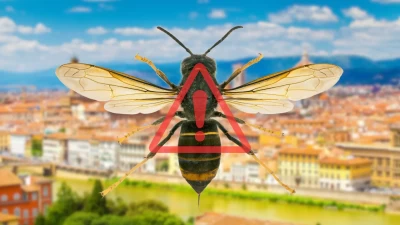 Vespa Velutina in Toscana