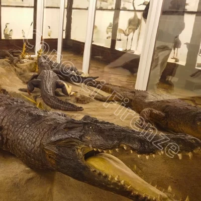 museo-della-specola-firenze